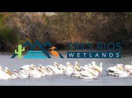 This free outdoor festival showcases the rich diversity of wildlife habitat, history and culture of the gila river drainage, which is made up of the gila, salt and agua fria rivers. Tres Rios Wetlands Wildlife Youtube
