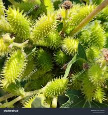 Image result for Xanthium