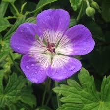 George Billington (hejune021)