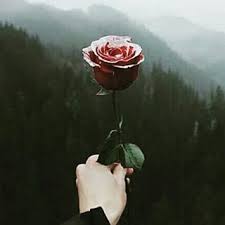 Saya sedang menggambar mawar berduri, kak. Halaman Download Mawar Berduri Novia Anggraini Ej