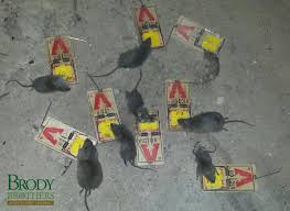 Please enter a valid zip code. Rats Baltimore City Rat Problem