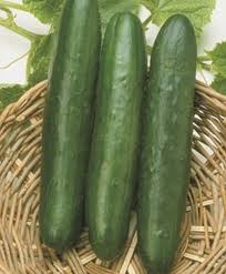 Image result for Cucumis sativus