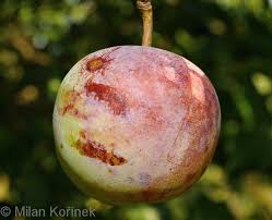 Image result for prunus domestica renkloda althana