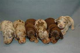 Dachshunds are energetic, brave, intelligent and independent. Newborn Dapple Dachshunds Google Search Dachshund Puppies Dapple Dachshund Dachshund Puppy Miniature