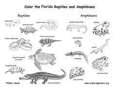Reptile check out our awesome reptile printble coloring pages for kids of all ages and download them for free. 28 Reptiles Colouring Pages Ideas Colouring Pages Coloring Pages Coloring Books