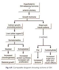 Draw a labelled diagram of male reproductive system. Growth Hormones Gh Meaning Mechanism And Aspects