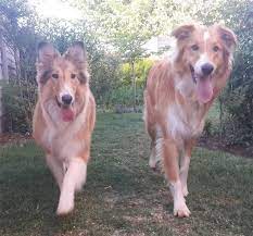 Pin On Old Time Scotch Collies Farm Collies