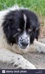 Karakachan Breed Information and Pictures on PuppyFinder