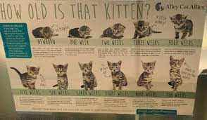 Kitten Growth Chart Qmsdnug Org