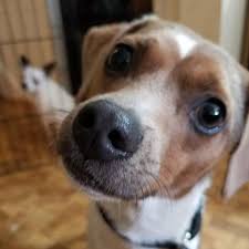 Maybe you would like to learn more about one of these? Paws For Life Home Facebook