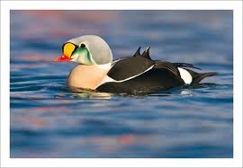 Bird With Brown Head And Black Body Uk King Eider Are A High Arctic Breeding Species And Can Be Found Along The Coast Throughout Siberia Description From Julescoxphotography Co Uk I Searched F Pticy