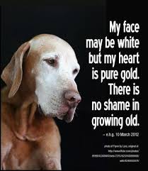 Beautiful Dog Too Many Dogs Are Dumped In Shelters Because They Got Old Embrace Aging Dogs Old Dogs Dog Quotes