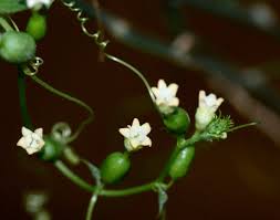 Image result for Zehneria keayana