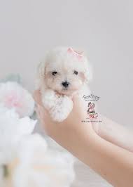 Email for example, a puppy that has gold hair at birth may turn orange and one that is blue at birth can turn gray by his first birthday—and those born black may lighten over time. South Florida Maltipoo Breeder Teacup Puppies Boutique