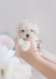 Maybe you would like to learn more about one of these? South Florida Maltipoo Breeder Teacup Puppies Boutique