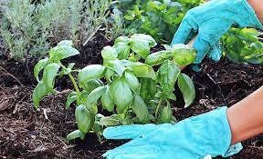 Heat loving herbs such as tarragon, summer savory cumin and rosemary. Types Of Heat Loving Herbs The Home Depot