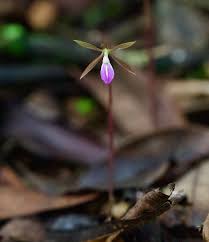 Image result for Nervilia sp.no.4