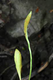 Image result for Loxogramme abyssinica