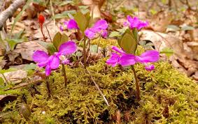 Image result for Polygala filicaulis