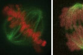 Latihan soal dan pembahasan selesai by pembahasan: Soal Uas Biologi Tahapan Penting Mitosis