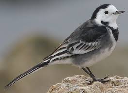 They have a fairly long, slightly downcurved bill. Small Black And White Garden Birds Uk