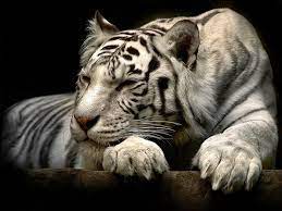 White Tiger 3d Anime Black Wallpaper Wallpapersxplore Free Hd Desktop Wallpapers Harimau Putih Harimau Binatang
