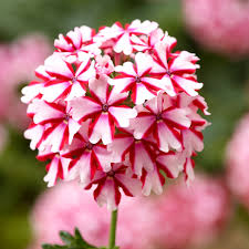 Image result for Kanahia laniflora