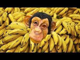 Monkey Banana Baby Monkey Animal Songs Elya Tv Songs For Kids Youtube Kids Songs Pet Monkey Baby Monkey