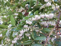 Image result for Agarista salicifolia