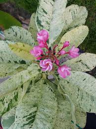 Image result for Plumeria