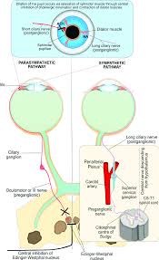 Both Parasympathetic And Sympathetic Nervous Systems Are