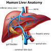 The blood carries oxygen, nutrients, and wastes that need to circulate the. Https Encrypted Tbn0 Gstatic Com Images Q Tbn And9gcqnmbc6iqzerncmss9rkvzbqnrvxcq7ocxwuccseqeopone P7n Usqp Cau