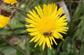 Image result for Haplocarpha