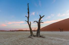 It prefers poor, sandy soil and dry areas with harsh climate. Camel Thorn Trees At Deadvlei During Sunset Over Dunes Namibia Africa Por Fotografie Daniel Osterkamp Namibia Deadvlei Stocksy United
