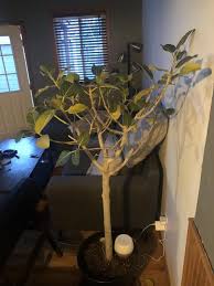 Ficus tree plant arrangement adds a natural touch of greenery to your decor. Ask A Question Forum Ficus Audrey Garden Org