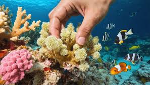 How Marine Scientists Are Bringing Dead Reefs Back to Life - Marine  Biodiversity Science Center
