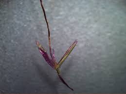 Image result for Capillipedium