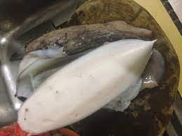 Sotong katak (bahasa inggeris:cuttlefish) ialah haiwan laut dalam dari sepiida. Cara Pantas Mudah Menyiang Sotong Katak Umpan