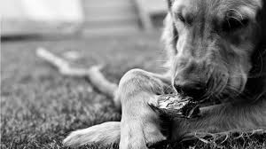 Check spelling or type a new query. Black And White Dog Wallpapers Group 70