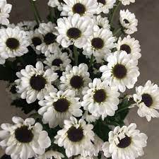 Maybe you would like to learn more about one of these? White Micro Daisy Spray Mums Florabundance Wholesale Flowers