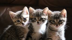 Select desktop wallpapers in all high resolutions, including hd 1920x1080, 1920x1200, and 3840x2160 for 4k screens Double Cat Wallpaper Pixelstalk Net