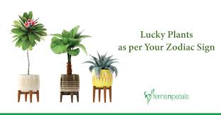 Virgos are melancholic by nature, which is why only certain colors bring. Know The Lucky Plants As Per Your Zodiac Sign