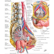 The thoracic cavity is the space of the trunk above the diaphragm. Anatomy Of Trunk Female The Anatomy Of An Elephant Elephant Trunks Herd Supporting That Belief Is A Study Showing The Similarity Between The Fluid Pia Warnock