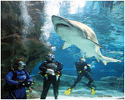 Check spelling or type a new query. Holiday Fun With Princesses Pirates Picture Of Deep Sea World North Queensferry Tripadvisor