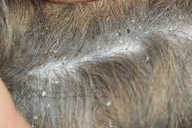 Image result for what do Cheyletiella look like in dog fur