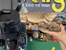 Zoomfari With Us Animals Zoo Books