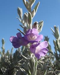 Welcome to the famous dave's garden website. Eremophila Emu Bush 6 Pot Hello Hello Plants Garden Supplies