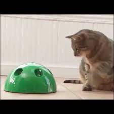 Cat Funny Interactive Toy Sporadic Peek A Boo Play Stimulates Kitty Mentally Physically Unique 360 Dome Shape Is Id Pop Cat Cat Toys Interactive Toys