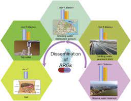 Behavior Of Last Resort Antibiotic Resistance Genes Mcr 1 And Blandm 1 In A Drinking Water Supply System And Their Possible Acquisition By The Mouse Gut Flora Sciencedirect