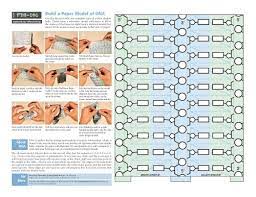 Build A Paper Model Of Dna 1 2 3 4 5 6 7 8 9